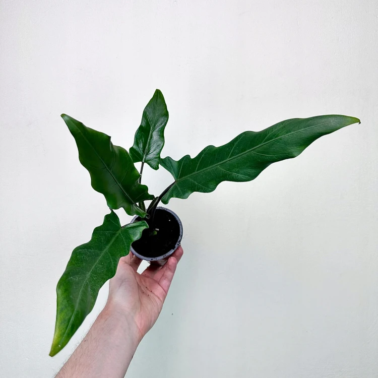 Alokazja Alocasia Lauterbachiana #3