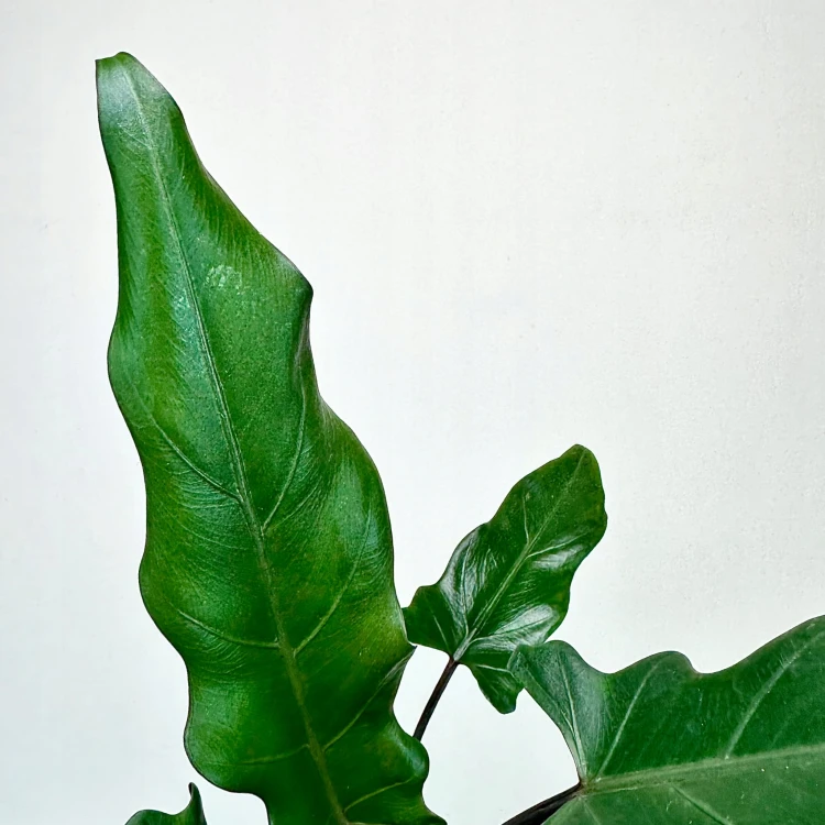 Alokazja Alocasia Lauterbachiana #4