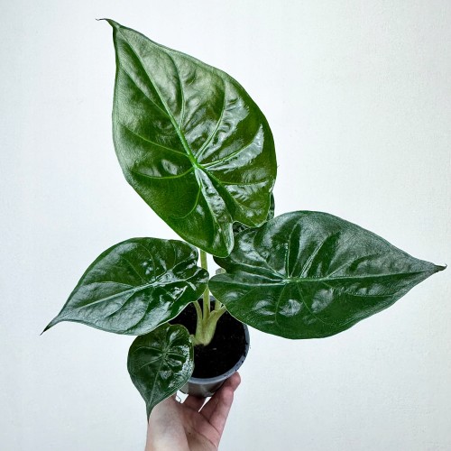 Alokazja Alocasia Wentii #1