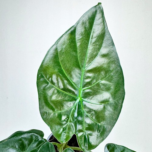 Alokazja Alocasia Wentii #2