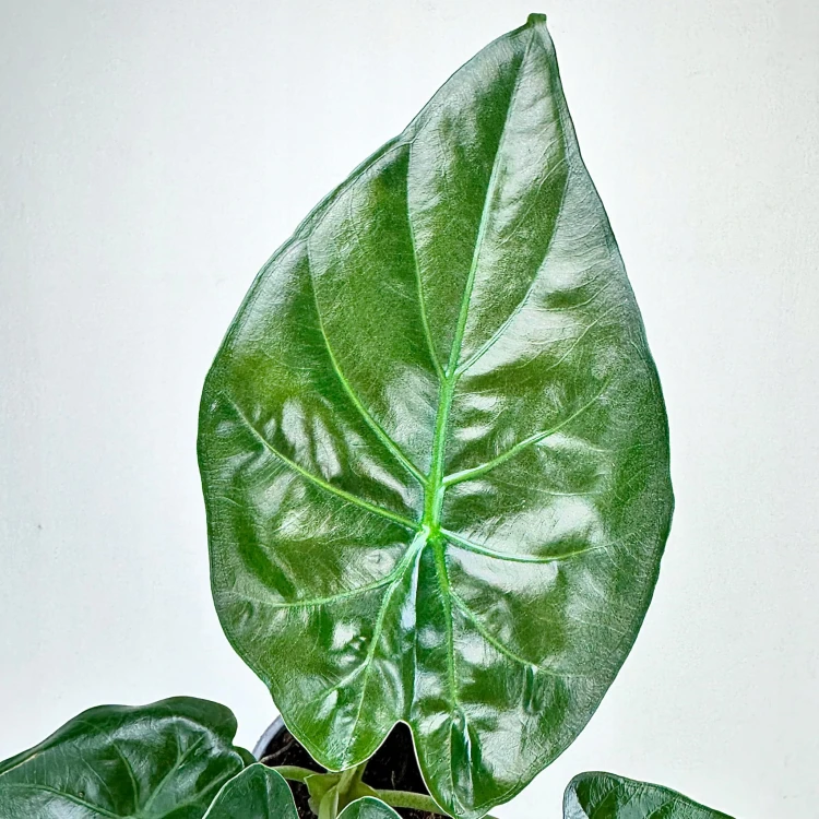 Alokazja Alocasia Wentii #2