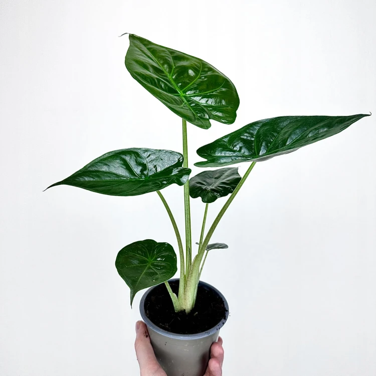 Alokazja Alocasia Wentii #3