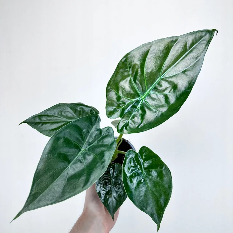 Alokazja Alocasia Wentii #4