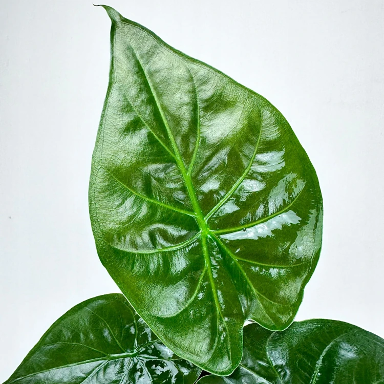 Alokazja Alocasia Wentii #5