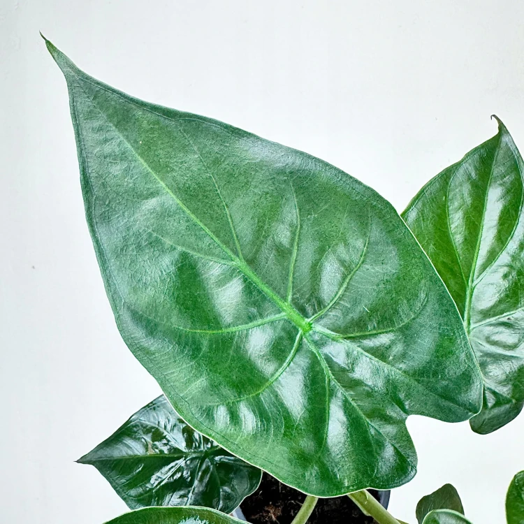 Alokazja Alocasia Wentii #6