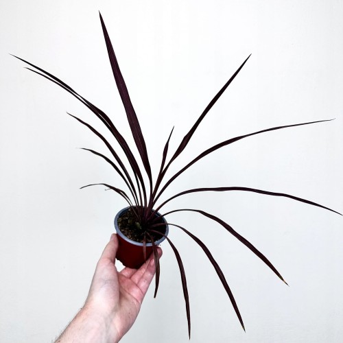 Kordylina australijska Red Star Cordyline australis #1