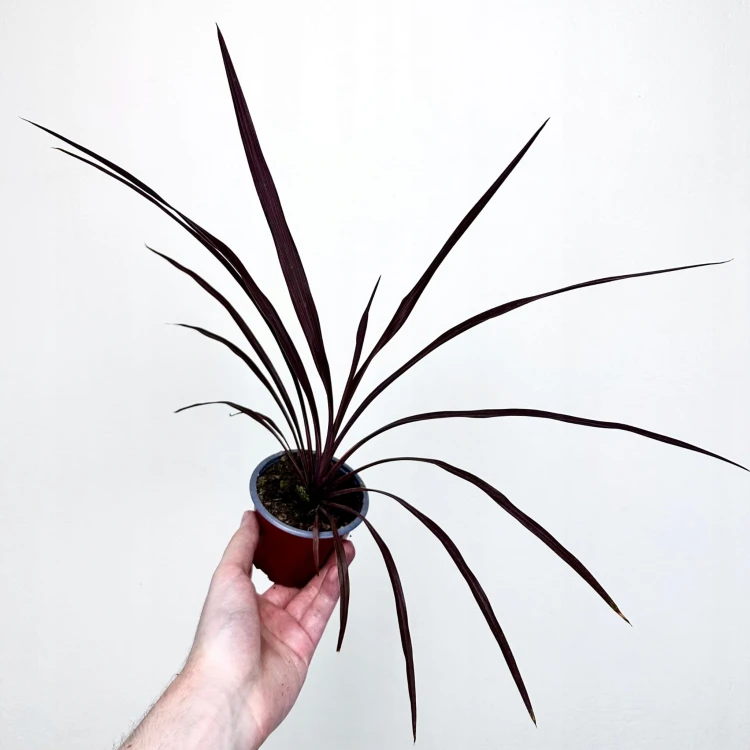 Kordylina australijska Red Star Cordyline australis #1