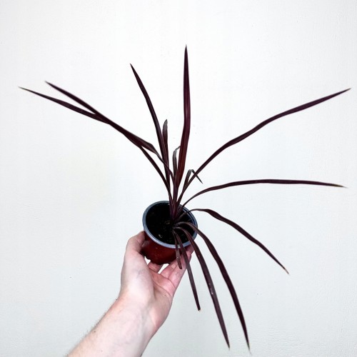 Kordylina australijska Red Star Cordyline australis #2