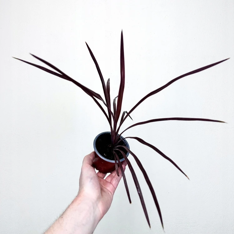 Kordylina australijska Red Star Cordyline australis #2