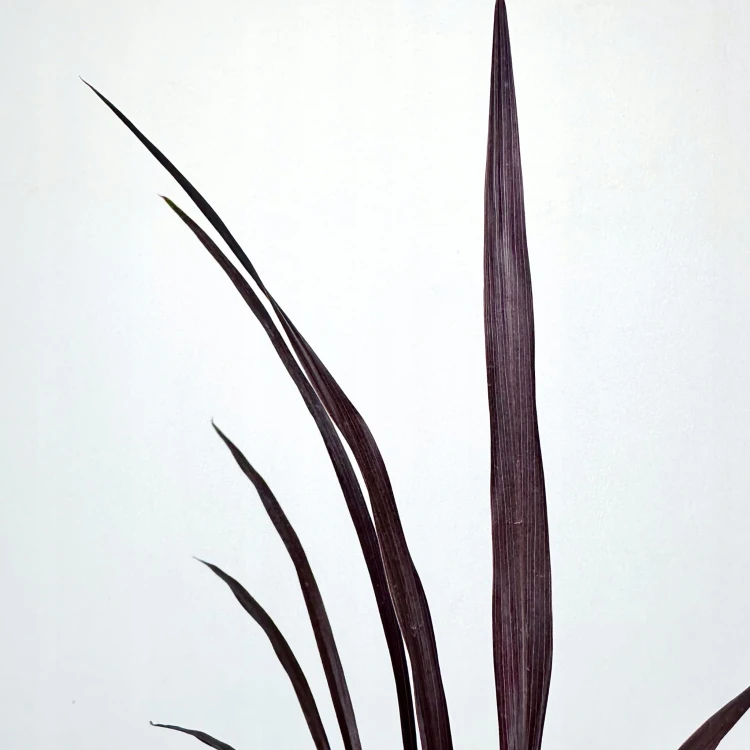 Kordylina australijska Red Star Cordyline australis #3