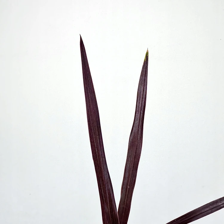 Kordylina australijska Red Star Cordyline australis #4