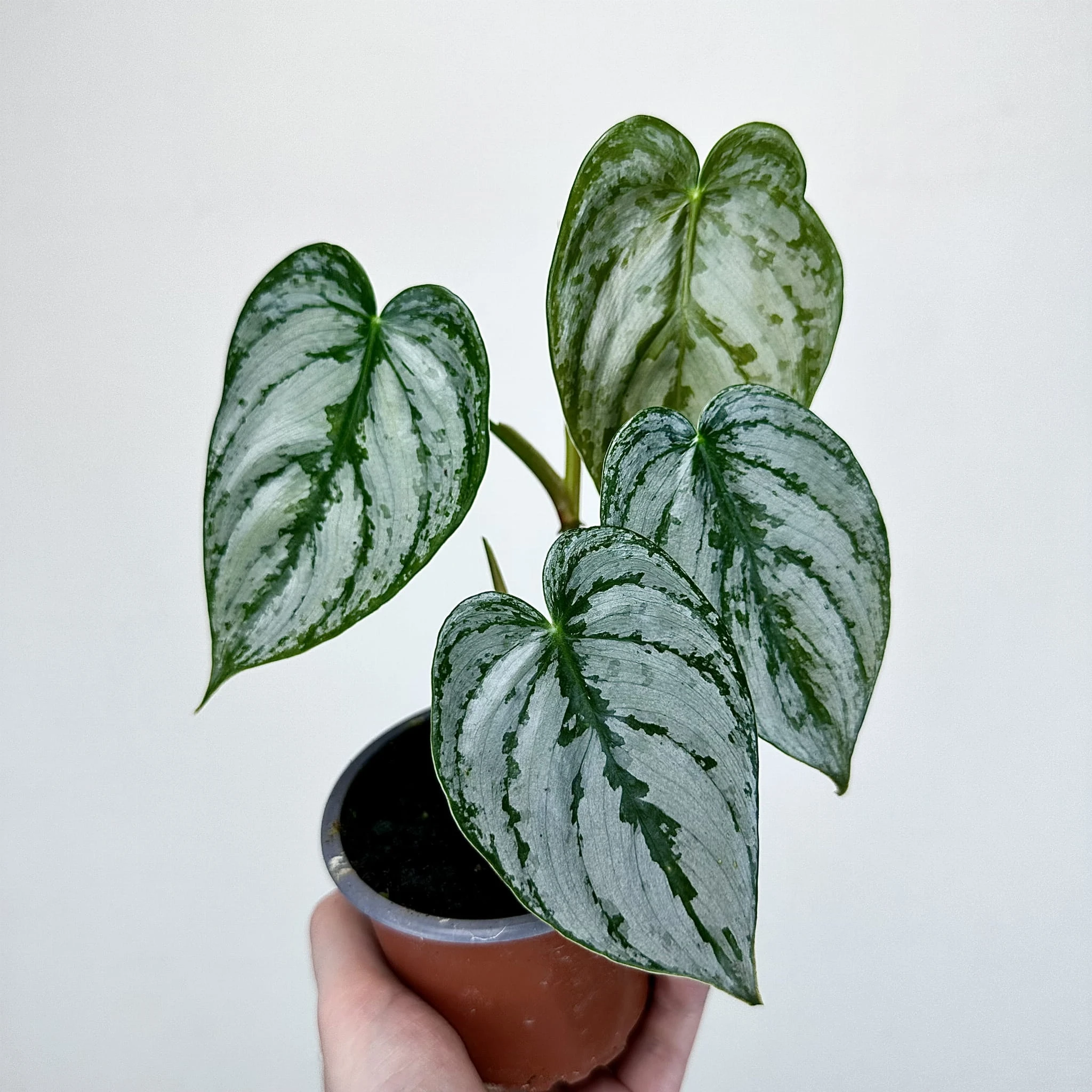 Philodendron Brandtianum Filodendron P9 - ReplinKwiaty