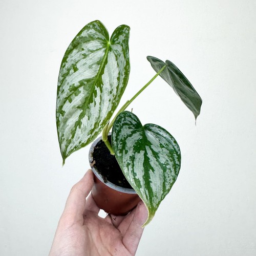 Philodendron Brandtianum Filodendron P9 #2