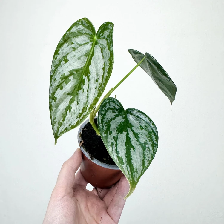 Philodendron Brandtianum Filodendron P9 #2