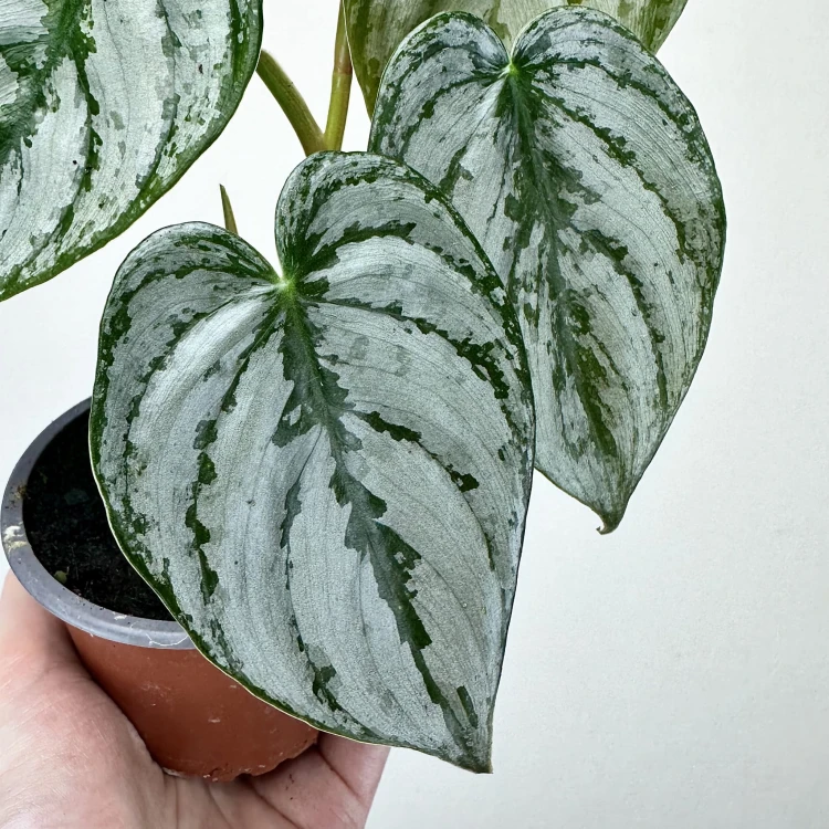 Philodendron Brandtianum Filodendron P9 #3