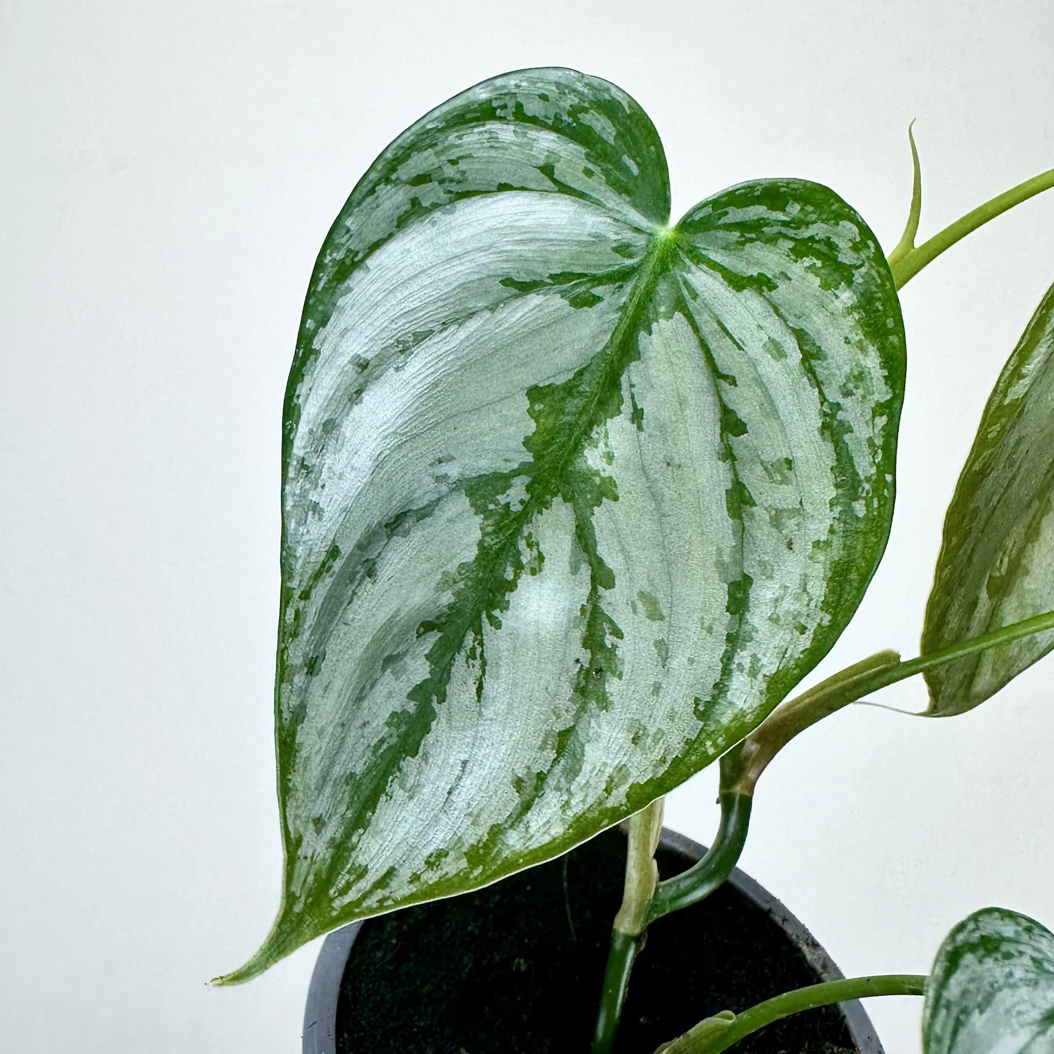 Philodendron Brandtianum Filodendron P9 - ReplinKwiaty