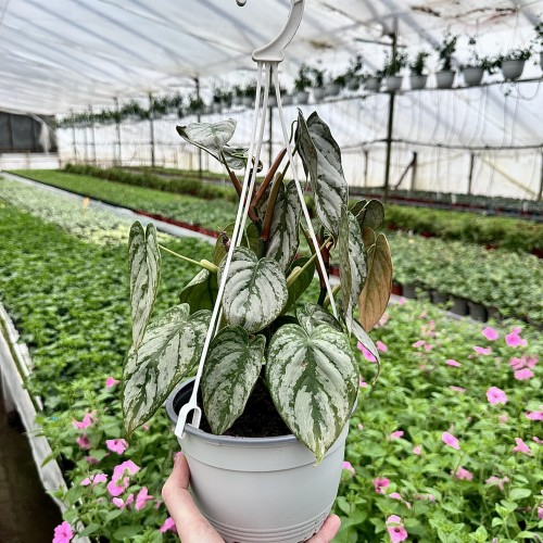 Philodendron Brandtianum Filodendron P17 wisząca #1