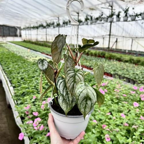 Philodendron Brandtianum Filodendron P17 wisząca #2