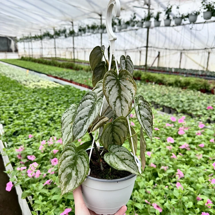 Philodendron Brandtianum Filodendron P17 wisząca #3
