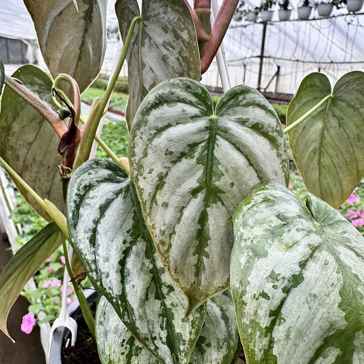 Philodendron Brandtianum Filodendron P17 wisząca #5