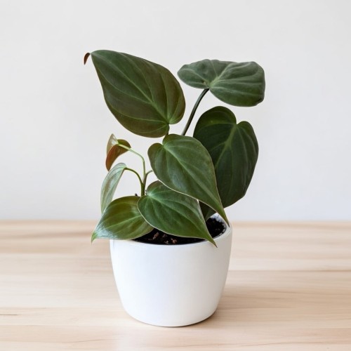 Philodendron Scandens Micans Filodendron P9 #1