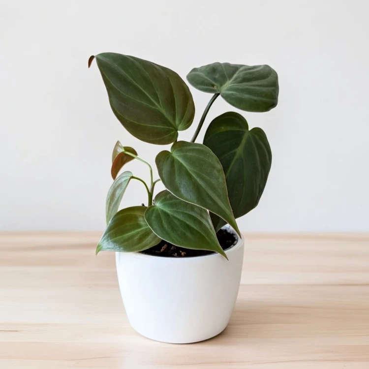 Philodendron Scandens Micans Filodendron P9 #1