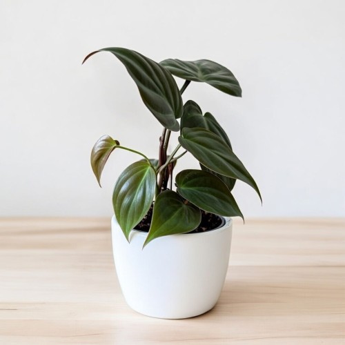 Philodendron Scandens Micans Filodendron P9 #2