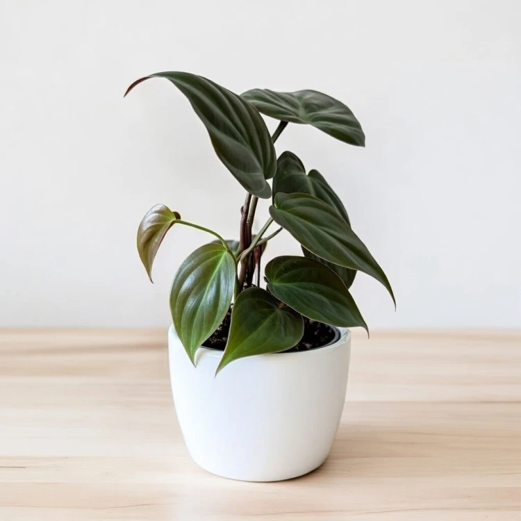 Philodendron Scandens Micans Filodendron P9 #2