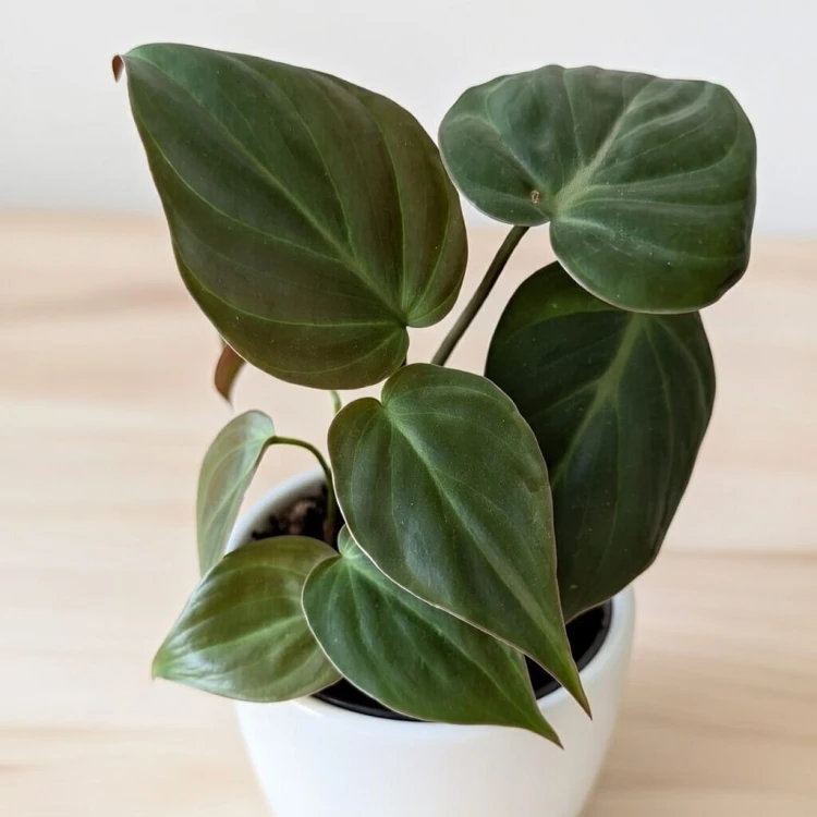 Philodendron Scandens Micans Filodendron P9 #3