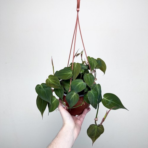 Philodendron Scandens Micans Filodendron P17 wisząca #1