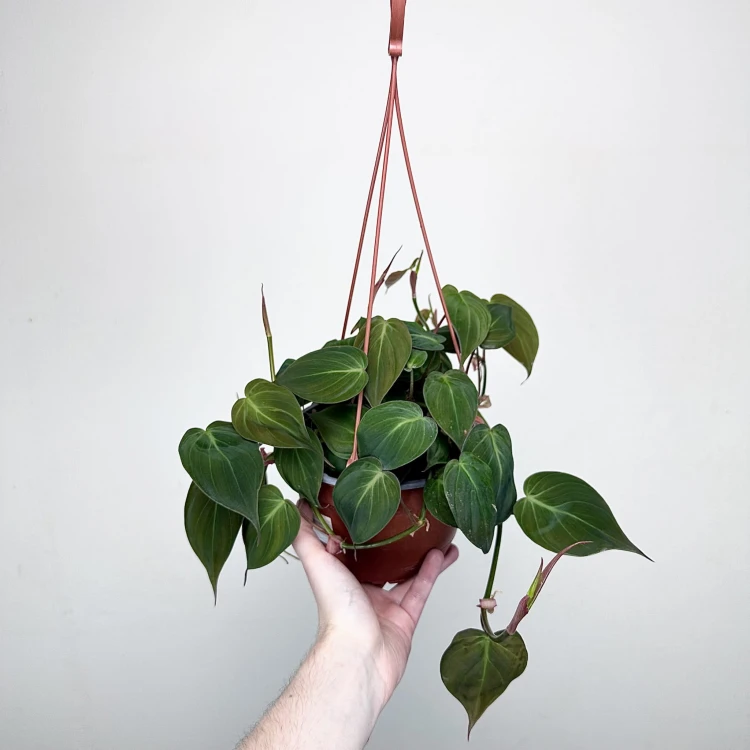 Philodendron Scandens Micans Filodendron P17 wisząca #1