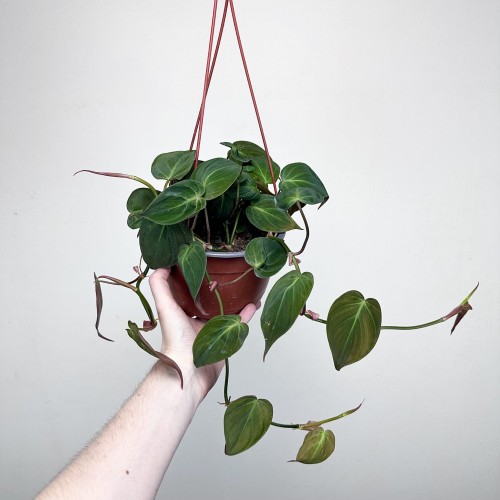Philodendron Scandens Micans Filodendron P17 wisząca #2