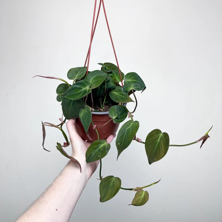 Philodendron Scandens Micans Filodendron P17 wisząca #2