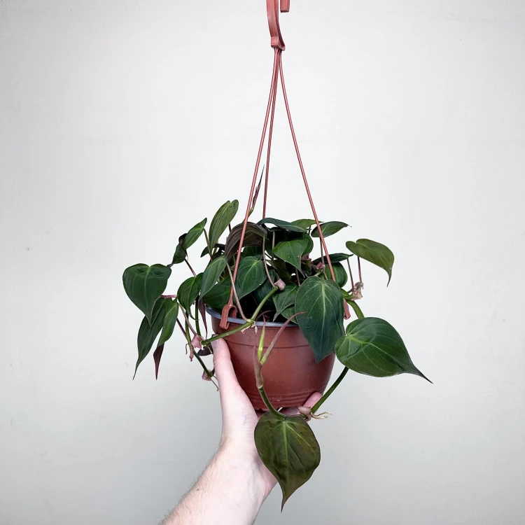 Philodendron Scandens Micans Filodendron P17 wisząca #3