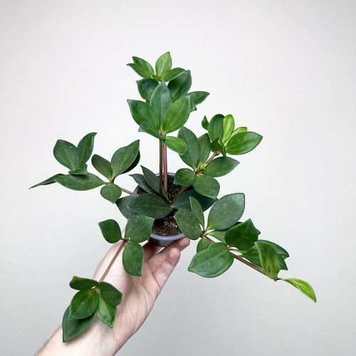 Peperomia Pereskiifolia P9 #2