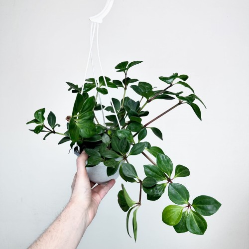 Peperomia Pereskiifolia P15 wisząca #2