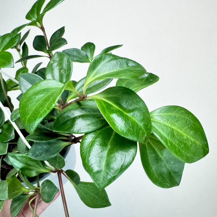 Peperomia Pereskiifolia P15 wisząca #3