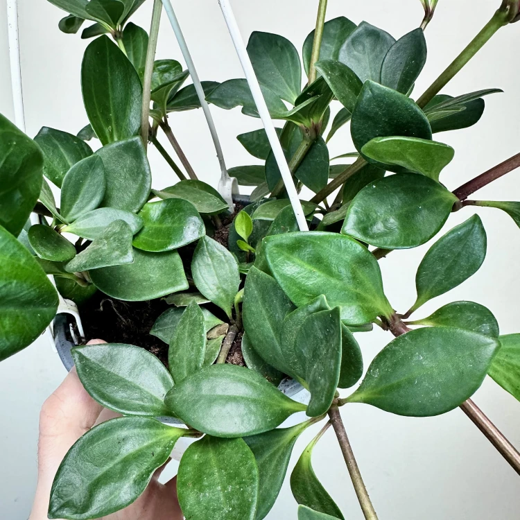 Peperomia Pereskiifolia P15 wisząca #4