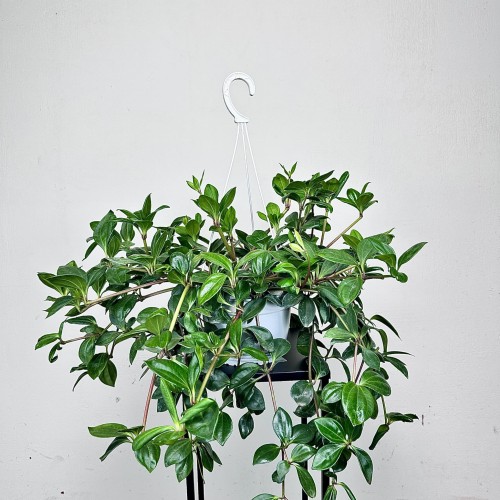 Peperomia Pereskiifolia P19 wisząca #1