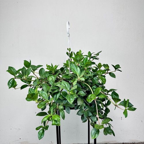 Peperomia Pereskiifolia P19 wisząca #2