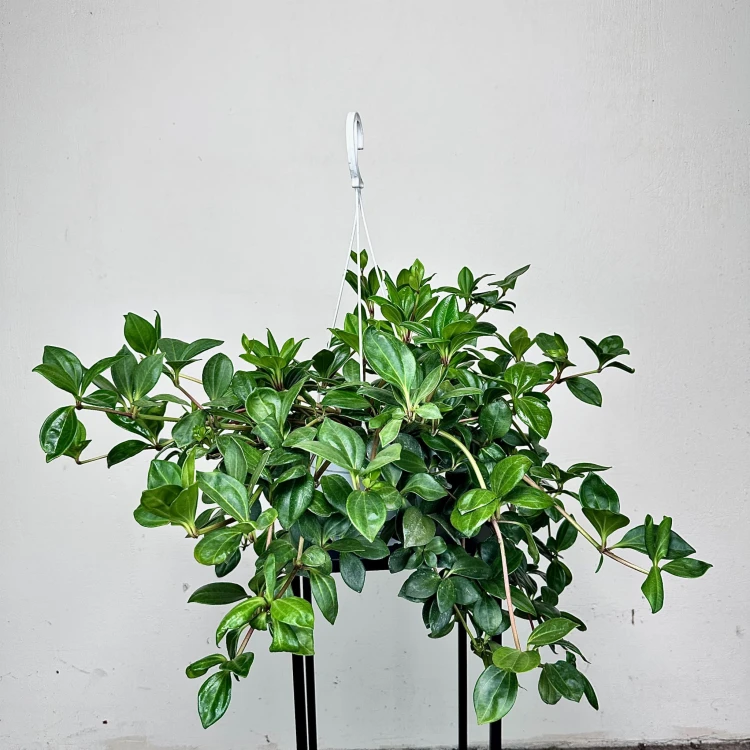 Peperomia Pereskiifolia P19 wisząca #2