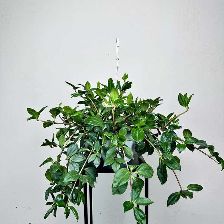 Peperomia Pereskiifolia P19 wisząca #3