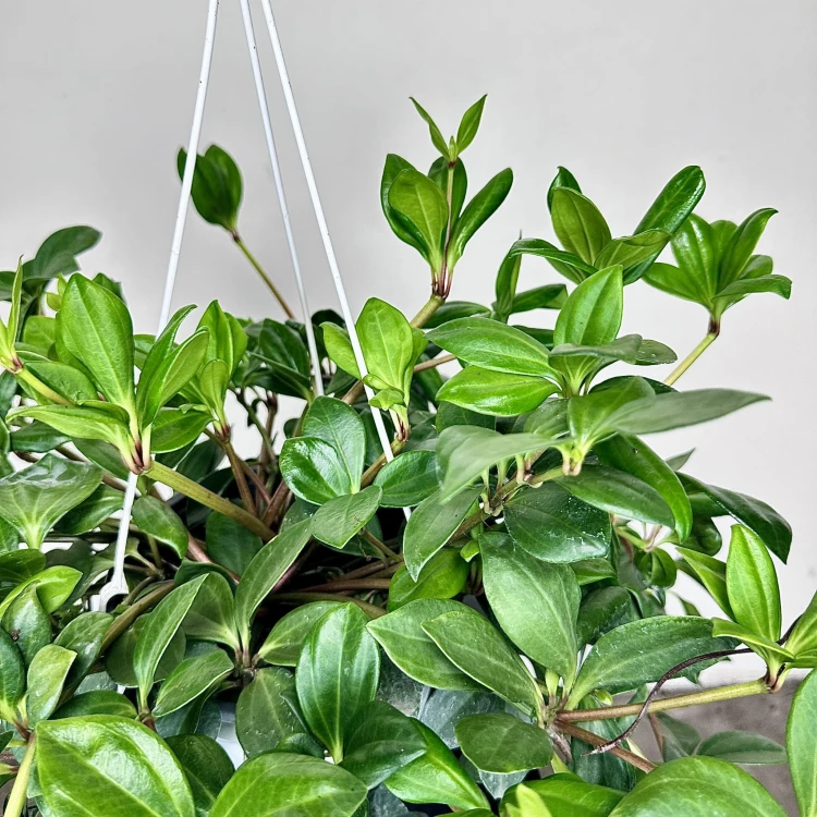 Peperomia Pereskiifolia P19 wisząca #4