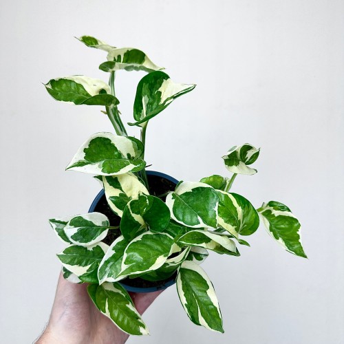 Epipremnum N'Joy P12 #1
