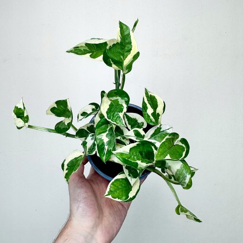 Epipremnum N'Joy P12 #2