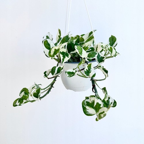 Epipremnum N'Joy P15 wisząca #1