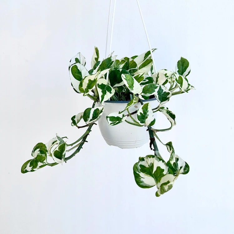 Epipremnum N'Joy P15 wisząca #1
