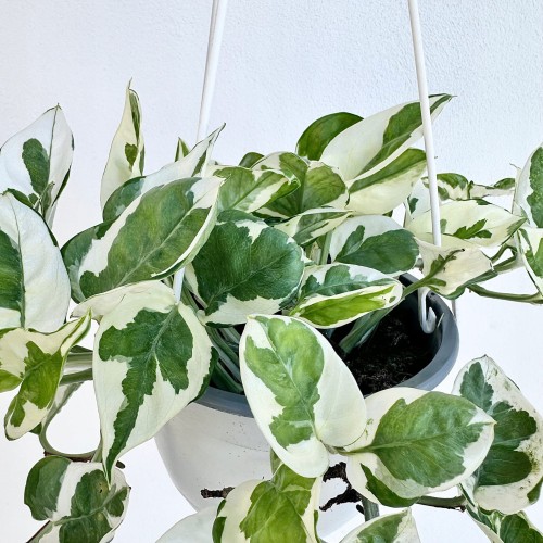 Epipremnum N'Joy P15 wisząca #2