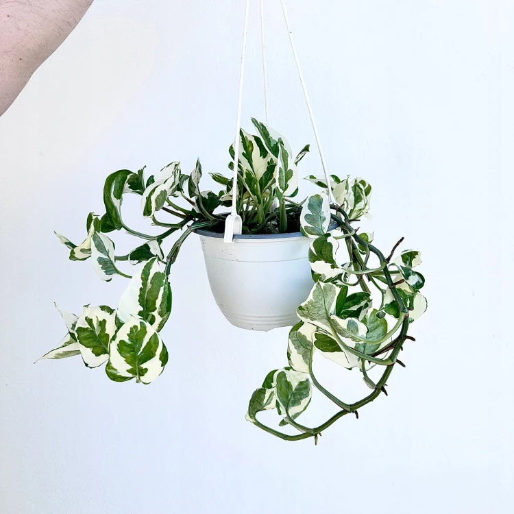 Epipremnum N'Joy P15 wisząca #3