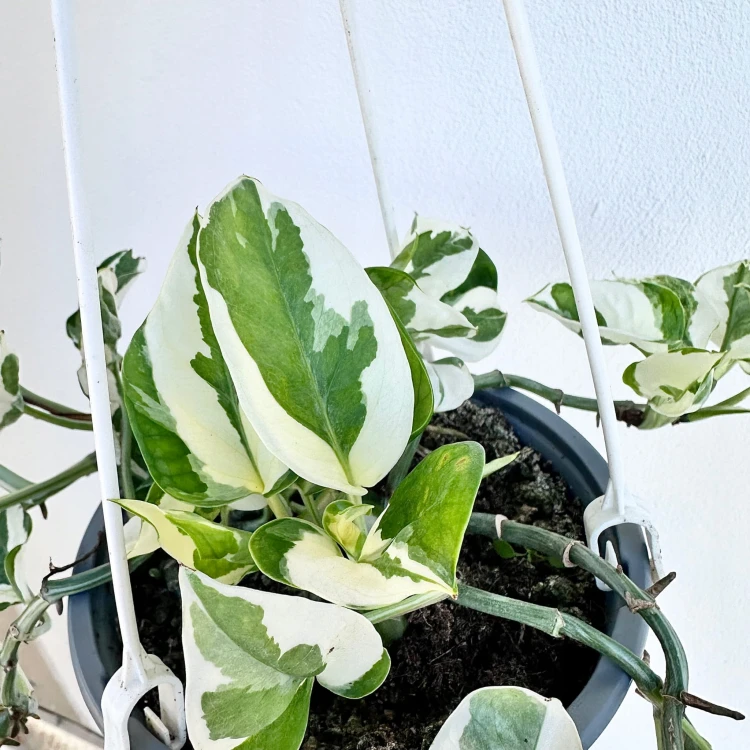 Epipremnum N'Joy P15 wisząca #4